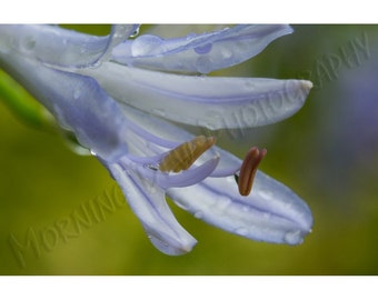 Blue Agapanthus - Matted photograph of an agapanthus blossom.