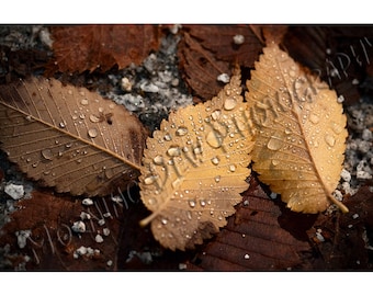 Autumn Gold - Matted photograph from Yosemite National Park, California