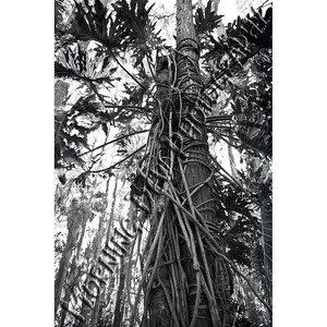 Arboreal Embrace - Matted photograph of trees and tropical plants in Tarpon Springs, Florida