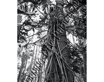 Arboreal Embrace - Matted photograph of trees and tropical plants in Tarpon Springs, Florida