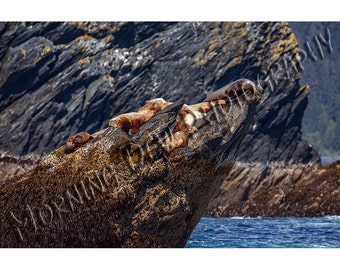 Sea Lions' Rock -  Matted photograph of sea lions sunning in Prince William Sound, Alaska