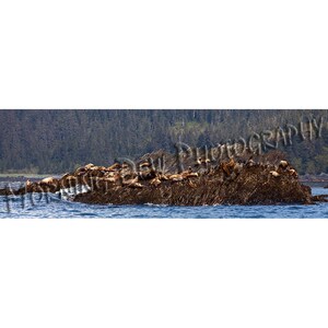 Sea Lions  -  Matted photograph of sea lions sunning in Prince William Sound, Alaska