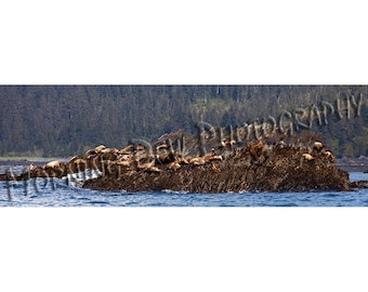 Sea Lions Matted Photograph: Prince William Sound, Alaska