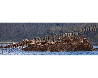 Sea Lions  -  Matted photograph of sea lions sunning in Prince William Sound, Alaska