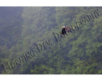 Eagle in Flight Matted Photo Print: Prince William Sound, Alaska