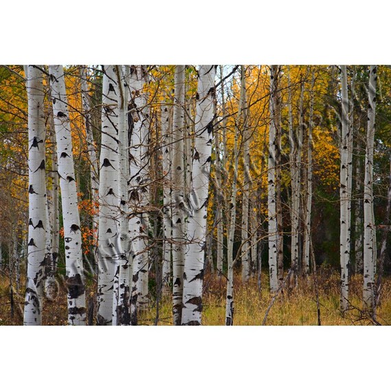 Aspens - Matted photograph of a stand of aspen trees in the Grand Tetons National Park.