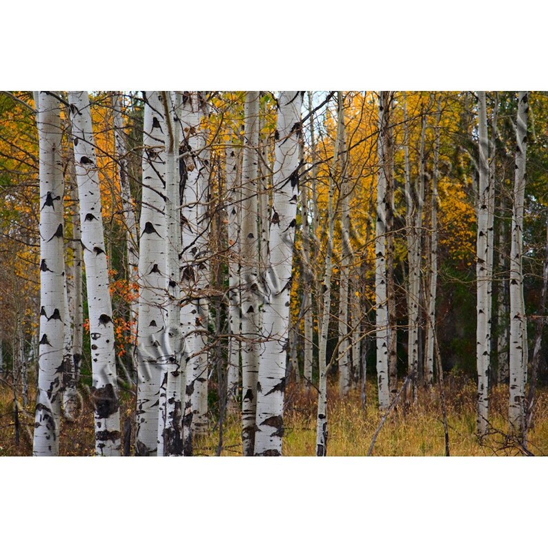 May include: A scenic view of a forest with tall, white aspen trees. The trees have dark markings and stand against a backdrop of golden and green foliage. The ground is covered with dry, yellow grass.