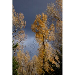 Cottonwood Trees - Mattierte Fotografie von Herbstfolie im Grand Tetons Nationalpark
