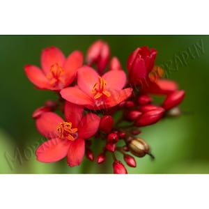 Spicy Jatropha - Matted photograph of jatropha blossoms.