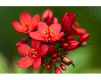 Spicy Jatropha - Matted photograph of jatropha blossoms.