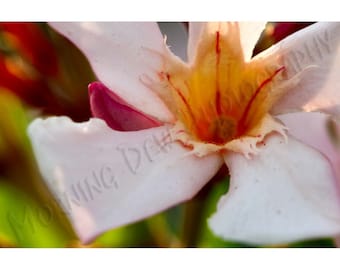 Oleander Blossom - Matted photograph of an oleander blossom.