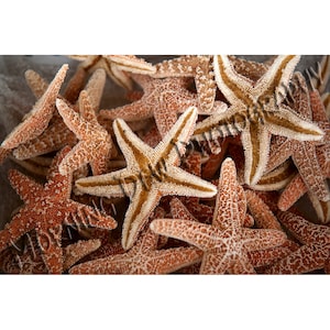 Sea Stars - Matted photograph of dried starfish for sale in Tarpon Springs, Florida.