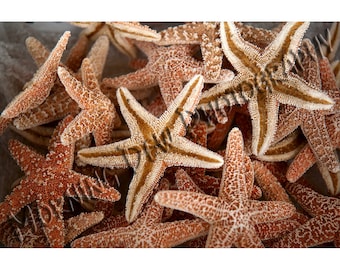 Dried Starfish Photo: Tarpon Springs Florida Coastal Decor