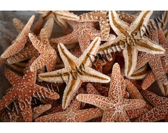 Sea Stars - Matted photograph of dried starfish for sale in Tarpon Springs, Florida.