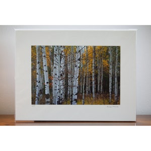 May include: A framed print of a forest scene featuring tall, white aspen trees with black markings. The background showcases vibrant yellow and orange autumn foliage. The print is matted and encased in a protective sleeve.