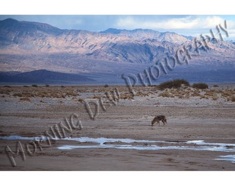 Coyote -  Matted photograph of a lone coyote in Death Valley National Park