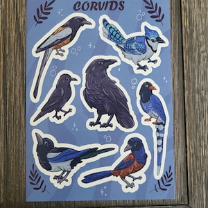 Puede incluir: Una hoja de pegatinas con ilustraciones de varias aves, como un cuervo, una urraca y un arrendajo azul, sobre un fondo azul claro. La palabra "CORVIDS" está impresa en la parte superior. Acentos decorativos de hojas y estrellas rodean a las aves.
