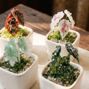 Puede incluir: Cuatro pequeñas macetas cuadradas de cerámica blanca contienen cada una una escultura de planta de vidrio única. Las plantas de vidrio presentan varios colores, incluyendo rojo, blanco, verde y negro, con intrincados detalles de hojas. Las macetas están llenas de musgo verde y pequeñas piedras.