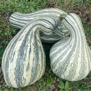 May include: Three gourds with curved necks and bulbous bodies rest on grass. The gourds have a cream-colored base with dark green vertical stripes. The gourds are a unique shape and size, perfect for fall decor.