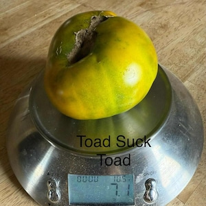 May include: A large, ripe tomato with yellow and green hues sits on a digital scale. The tomato has a split on its top. The scale displays the weight as 7.1 oz and 10.5 oz. The text "Toad Suck Toad" is written on the scale.