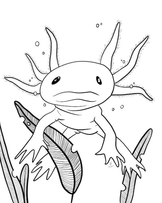 8x10 Coloring Page Instant Download Axolotl Marine Aquatic Etsy