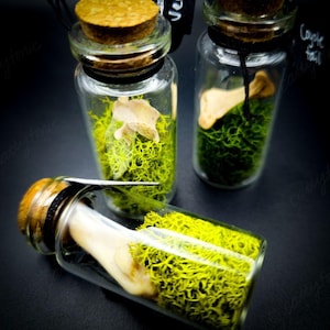 Mystery Bone Jar! Random oddity jar with moss