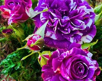 20 nasion róży fioletowej i białej „Scented Jewel” · Pachnąca odmiana floribunda · Rzadka piękność ogrodowa
