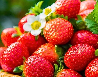 strawberry planter pots Strawberry Planter