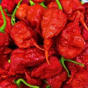 Może przedstawiać: Zbliżenie na stos jasno czerwonych papryczek chili Carolina Reaper. Papryczki mają pomarszczoną teksturę i charakterystyczny ogon. Widoczne są zielone łodygi i kielichy. Papryczki mają żywy, przyciągający wzrok kolor.