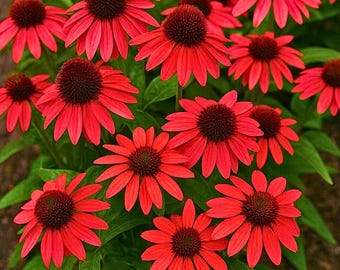200 semillas de equinácea roja: flores perennes resistentes para polinizadores y parterres.