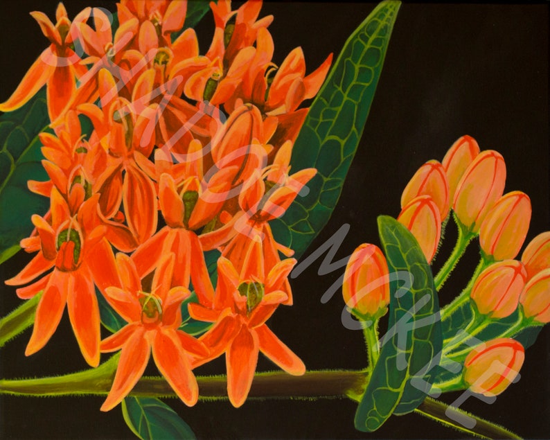 Butterfly Milkweed Wall Decor Wildflower Art Print of Original Painting Great Gift for Women Modern Art PrintPoster Collectible Series