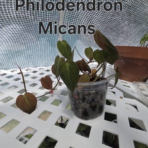 May include: A Philodendron Micans plant with heart-shaped, velvety leaves in shades of deep green and bronze, potted in a clear plastic container. The text Philodendron Micans is displayed in black letters with a white outline above the plant.