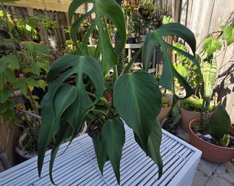 Monstera Burle Marx Flame completamente enraizada en una maceta transparente.