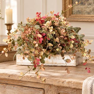 May include: A decorative plant featuring cascading stems with small, rounded leaves in shades of green, muted pink, and cream. The foliage is dense and textured, with thin, trailing branches extending outward from a central base, creating a full appearance.