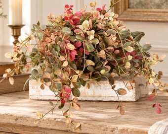 May include: A decorative plant featuring cascading stems with small, rounded leaves in shades of green, muted pink, and cream. The foliage is dense and textured, with thin, trailing branches extending outward from a central base, creating a full appearance.