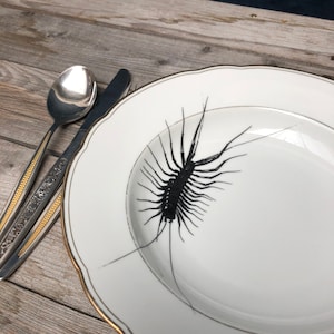 Può includere: Un piatto in ceramica bianca con un bordo dorato presenta un'illustrazione in bianco e nero di un millepiedi. Il piatto ha una crepa nella smaltatura.