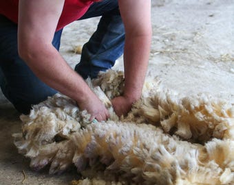 Raw Poll Dorset Sheep Wool Fleece, Unwashed | The yorkshire wool company