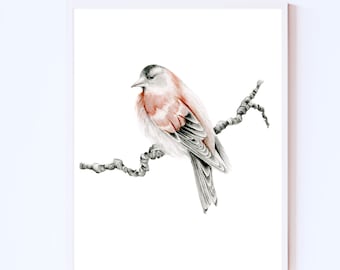 Red finch bird fine art Giclee print.  A gift for nature lovers, woodland inspired bird wall art pencil drawing Original wall hanging decor