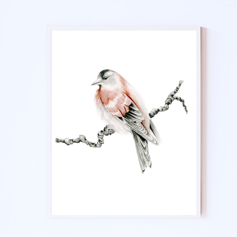 Red finch bird fine art Giclee print.  A gift for nature lovers, woodland inspired bird wall art pencil drawing Original wall hanging decor