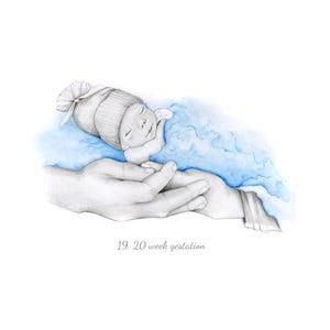 May include: A pencil sketch of a newborn baby wearing a knitted hat, resting on a blue watercolor cloud, cradled in a pair of hands. The text "19. 20 week gestation" is at the bottom.