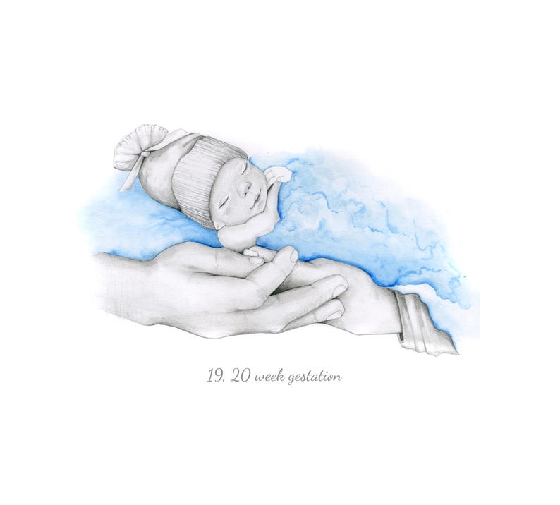 May include: A pencil sketch of a newborn baby wearing a knitted hat, resting on a blue watercolor cloud, cradled in a pair of hands. The text "19. 20 week gestation" is at the bottom.