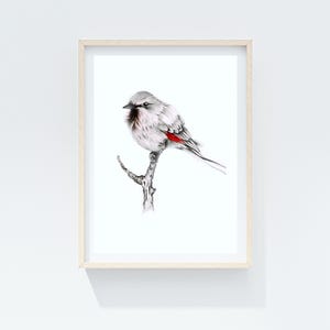 Black & white red bird print from original art pencil drawing, a finch on branch Minimalist wall art living, dining room Beautiful bird art