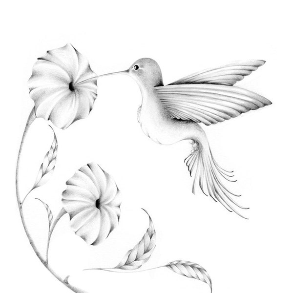 Hummingbird Drawing - Etsy