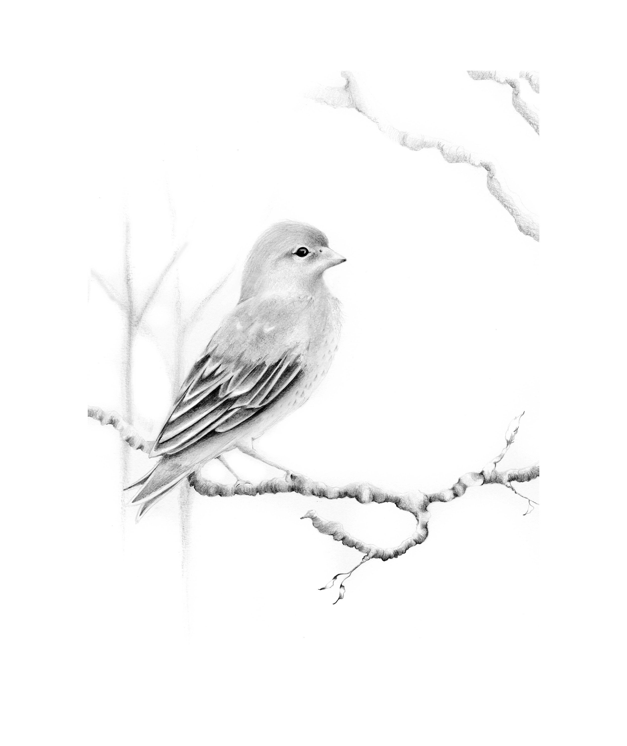 Small Bird Pencil Drawing  Joyces Art  Drawings  Illustration  Animals Birds  Fish Birds Other Birds  ArtPal