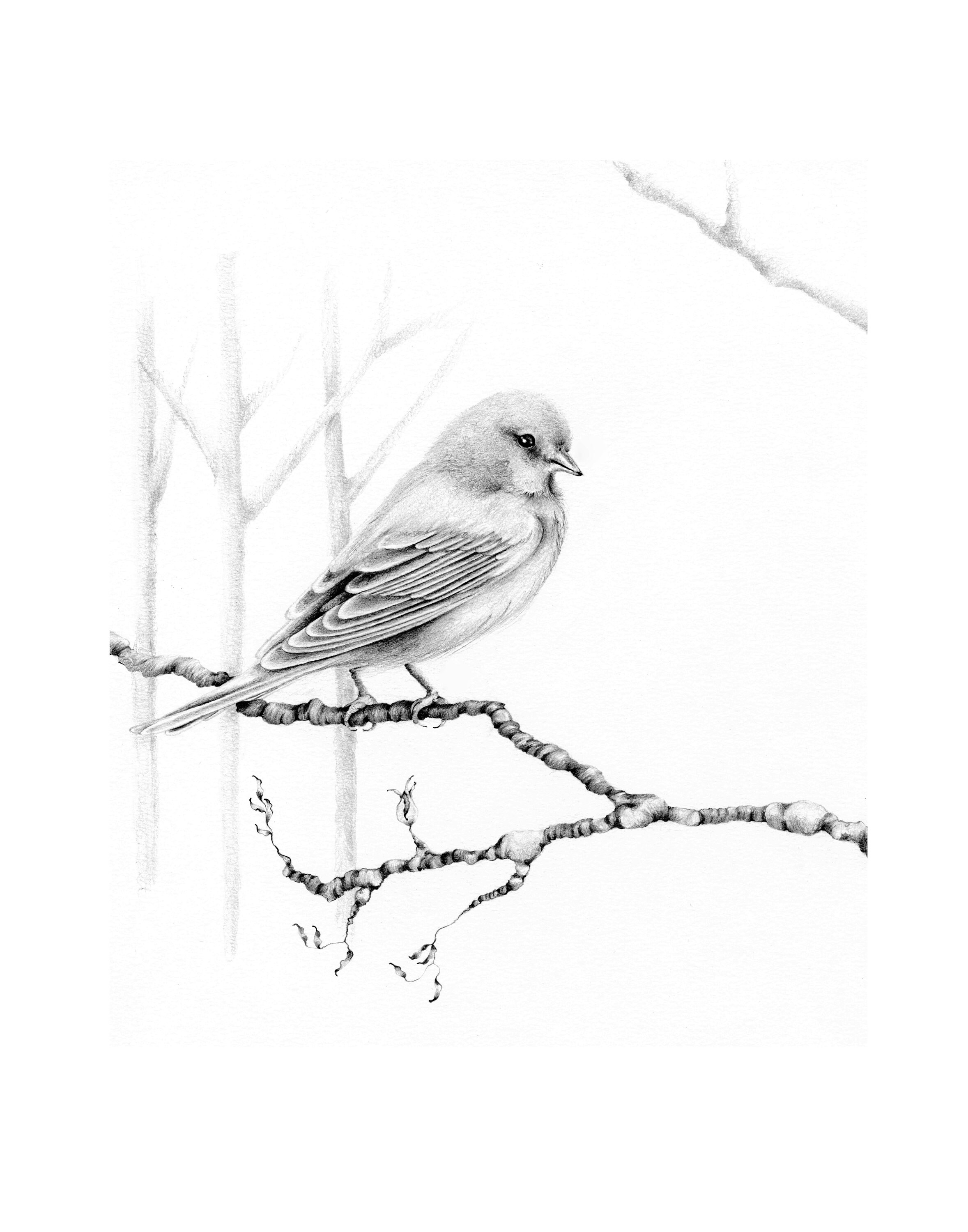 Impression oiseau dessin jet dencre Fine Art Print de mon - Etsy
