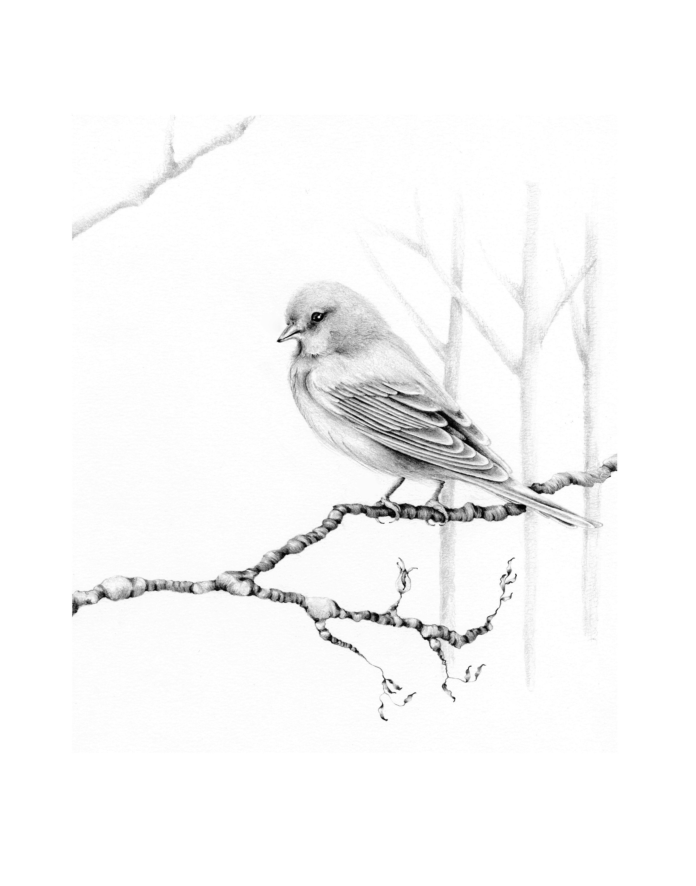 Original expressive small pencil sketch drawing of a bird on ivory white  paper | eBay