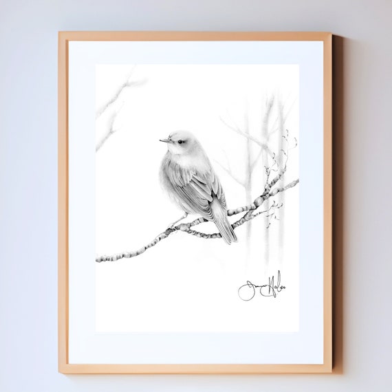 Pencil shading | Bird drawings, Bird sketch, Bird pencil drawing