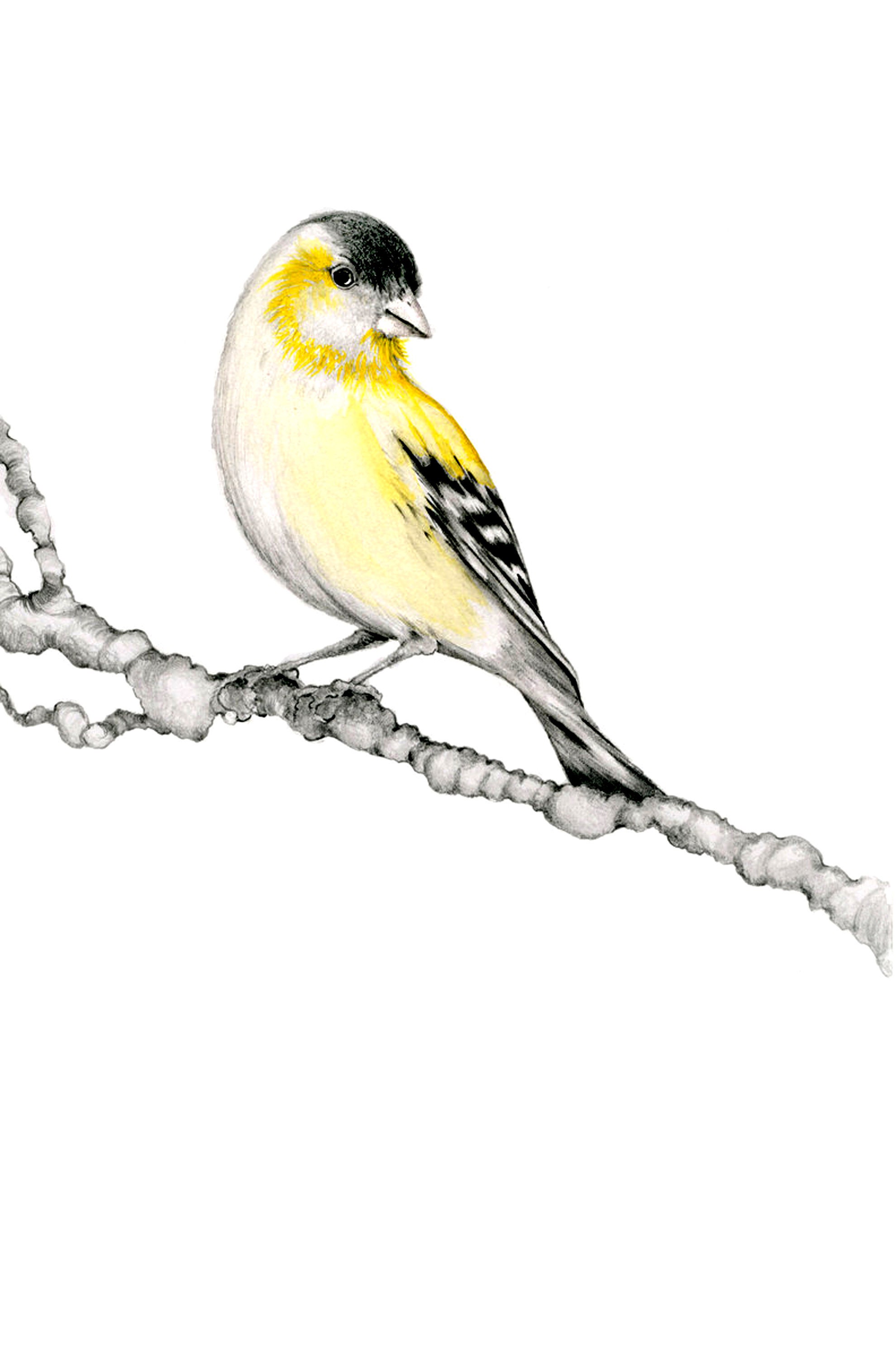 Vogel Zeichnung Giclée Fine Art Print Bleistift Zeichnung | Etsy
