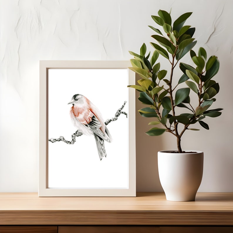 Red finch bird fine art Giclee print. A gift for nature lovers, woodland inspired bird wall art pencil drawing Original wall hanging decor 4x6 Poster