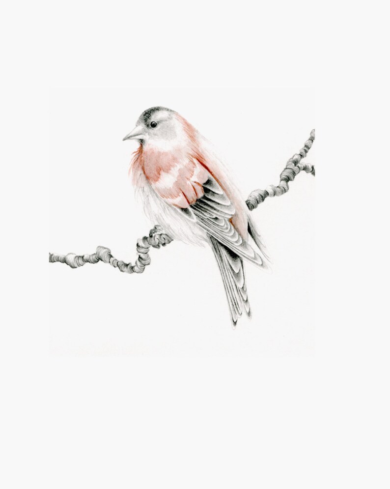 Red finch bird fine art Giclee print. A gift for nature lovers, woodland inspired bird wall art pencil drawing Original wall hanging decor image 7